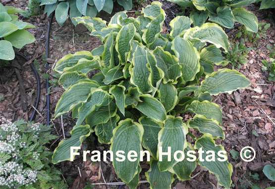 Hosta Stand Corrected